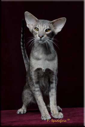 Lerazzefelineorientalshorthair Catpedia